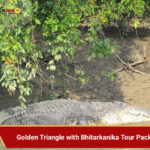 Bhitarkanika mangrove tour from Bhubaneswar