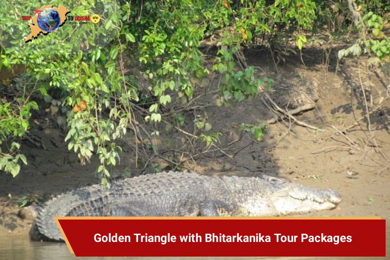 Golden Triangle with Bhitarkanika Tour Packages