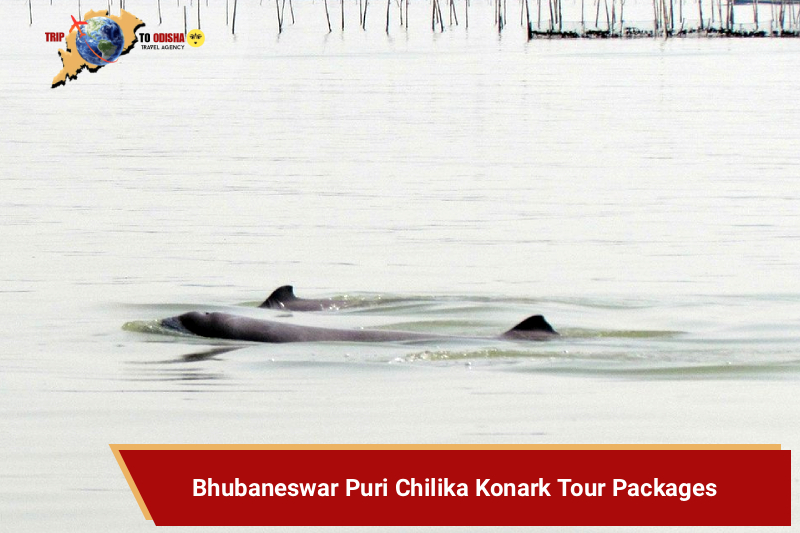 Bhubaneswar Puri Chilika Konark Tour Packages