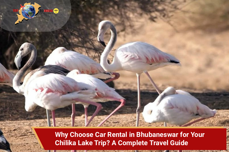 Why Choose Car Rental in Bhubaneswar for Your Chilika Lake Trip? A Complete Travel Guide