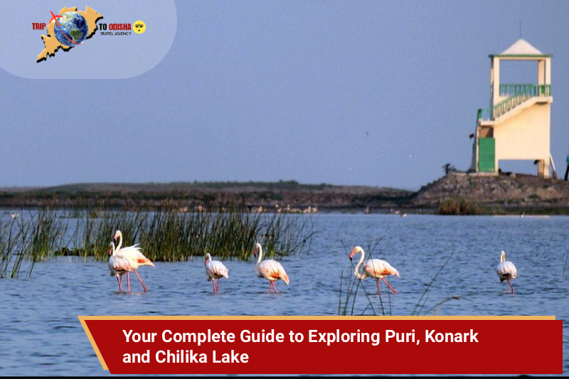 Your Complete Guide to Exploring Puri, Konark & Chilika Lake